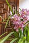 Centro District, Cordoba, Andalusia, Spain. Beautiful flowers in a home Art Print